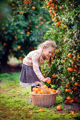 cute girl pick up harvest of orange in autumn farm