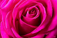 Close-up Shot Of Rose Flower