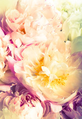 Canvas Print - pink peony