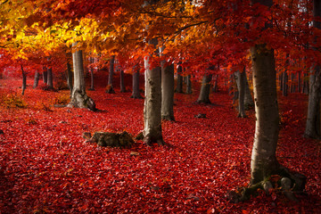 Fototapete - Forest during autumn
