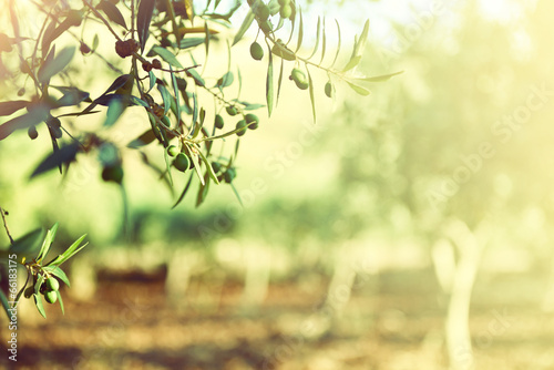 Fotografía Olive Garden árboles, campo de oliva mediterráneo listo para la cosecha