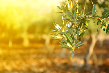 Sticker - Olive trees garden, mediterranean olive field ready for harvest.