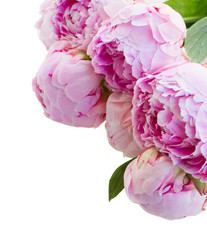 border of pink peonies