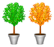Tree With Green And Yellow Leaves In Pot.