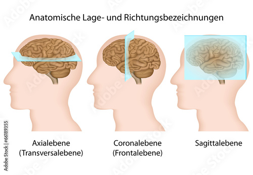 Anatomische Lage- und Richtungsbezeichnungen Stock 벡터 | Adobe Stock