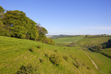 Wall Mural - yorkshire wolds pasture