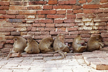 Six Monkey And Red Brick Wall In Thailand