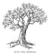 Olive tree isolated hand drawn vector