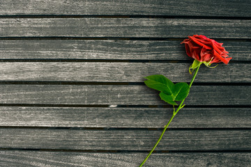 Red rose on dark wood background