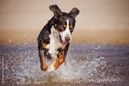 Obraz w ramie dog jumps in the water