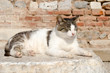 トルコ　遺跡で昼寝する猫
