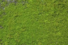 Old Wall Brick With Moss