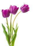 Fototapeta Storczyk - purple tulips isolated on white background