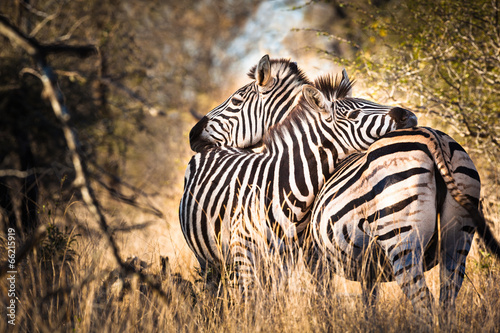 Fototapeta na szkło Zebra w miłości