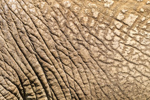 Close-up Skin Detail Of African Elephant ( Loxodonta Africana )