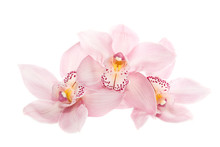 Three Rosy Orchids Isolated On White Background