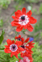 Two Red Anemones With Little Depth Of Field