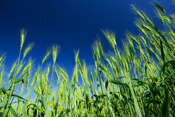 Ripe wheat on blue sky background. Agriculture scene