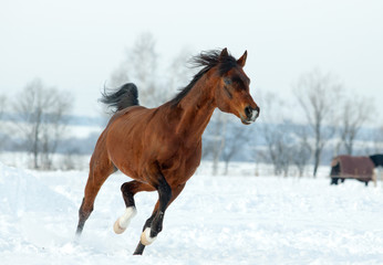 Wall Mural - Arabian stallion in winter