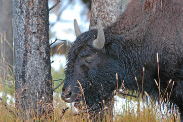 Wall Mural - American Bison, Rocky Mountains USA