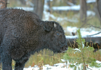 Wall Mural - American Bison, Rocky Mountains USA