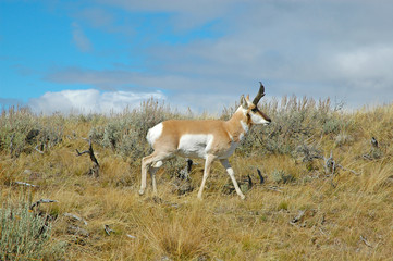 pronghorn antelope, rocky mountains, usa