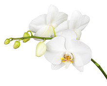 Three Day Old White Orchid Isolated On White Background.