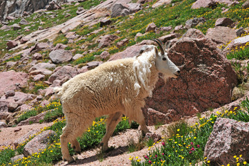 Wall Mural - Mountain Goat, Rocky Mountains, USA