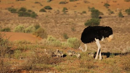 Poster - Ostrich with chicks in desert landscape