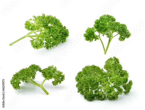 Cuadros en Lienzo parsley isolated on white background