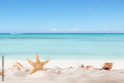Cuadros en Lienzo Playa del verano con strafish y conchas