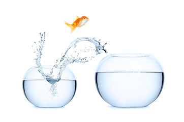 Wall Mural - Goldfish jumping into a new aquarium. Concept of relocation.