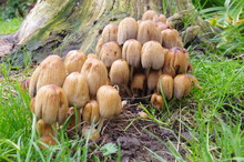 Mushrooms Around Base Of Tree