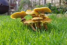 Clump Of Mushrooms