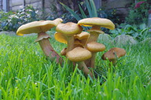 Mushrooms In The Garden