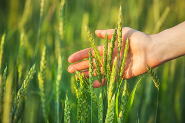 Woman hand with ear of wheat