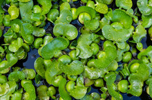 Water Hyacinth A Tropical Invasive Water Plant