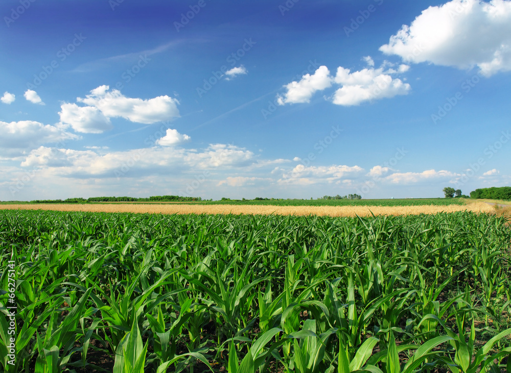 Corn Field Stock Photo | Adobe Stock