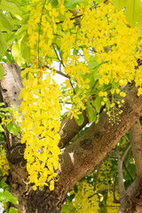 Wall Mural - Yellow flower of Golden shower tree