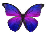 Fototapeta Motyle - beautiful butterfly isolated on white