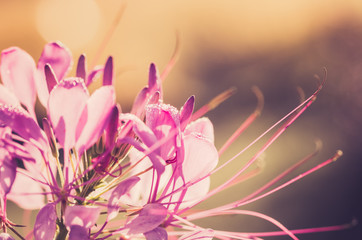 Sticker - Cleome hassleriana or spider flower or spider plant