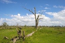 Dead Tree In A Field In A Sunny Spring