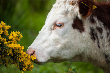 Wall Mural - cow smelling the flowers