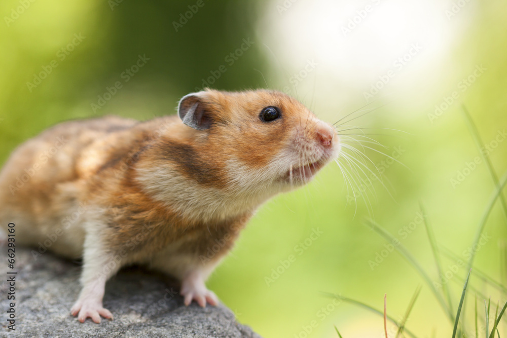 Cute Hamster (Syrian Hamster) on a stone. - obrazy, fototapety, plakaty 