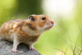 Fototapeta  - Cute Hamster (Syrian Hamster) on a stone.