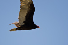 Turkey Vulture Flying In A Blue Sky