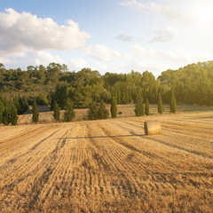 Wall Mural - wheat field on sunset