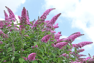 Wall Mural - buddleia