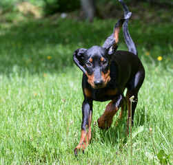 coonhound running