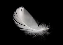 White Swan Feather Isolated On Black Background